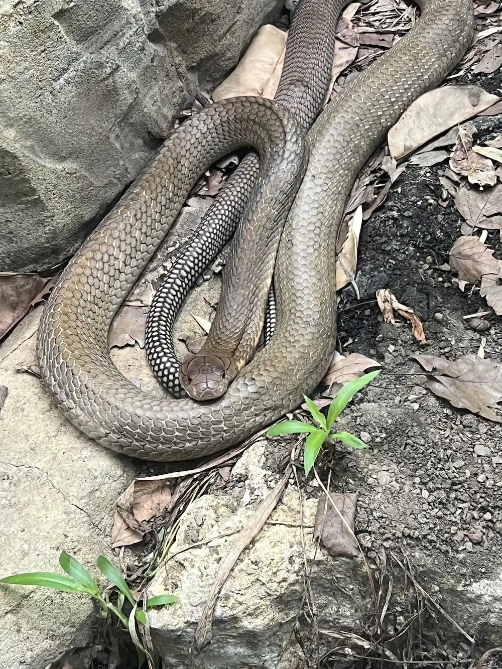 King cobra card
