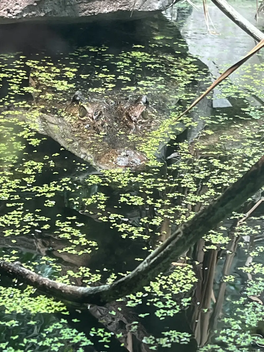 Philippine crocodile, half submerged